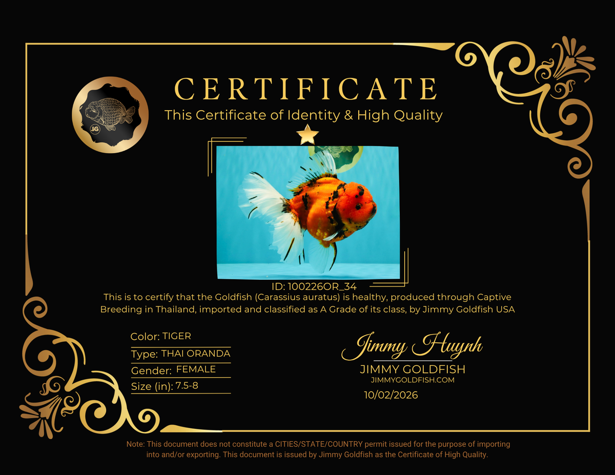 A Grade Tiger Oranda Female 7.5-8  inches #100226OR_34