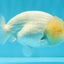 SUPER CUTE A Grade White LionQueen Female 4.5 inches #041026LC_17