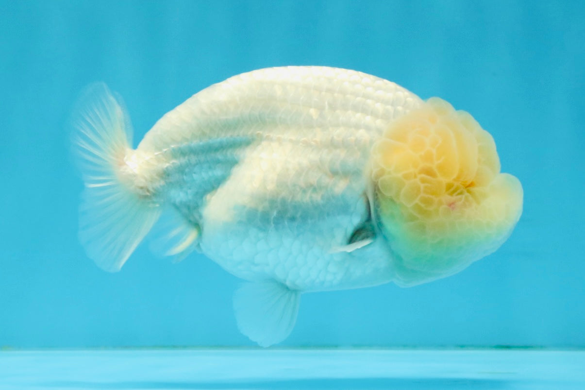 SUPER CUTE A Grade White LionQueen Female 4.5 inches #041026LC_17