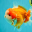 BIG WEN AAA Grade Beautiful Red White Yuanbao Male 6-6.5 inches #071026YB_07