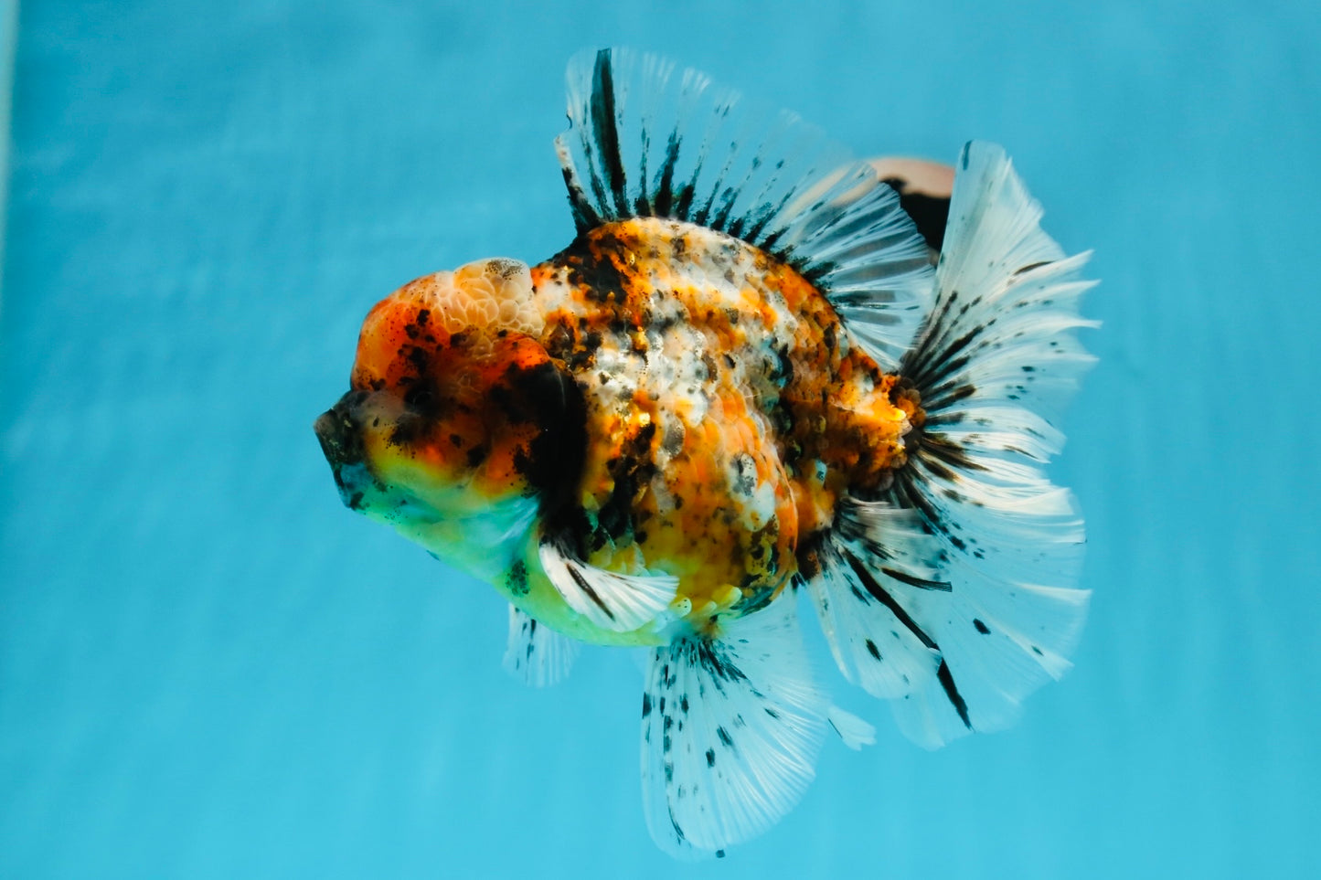 A Grade Tiger Calico Godzilla Oranda Male 5.5 inches #1027OR_16