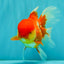 IRON MAN A Grade Red White Oranda Female 6-6.5 inches #080726OR_07