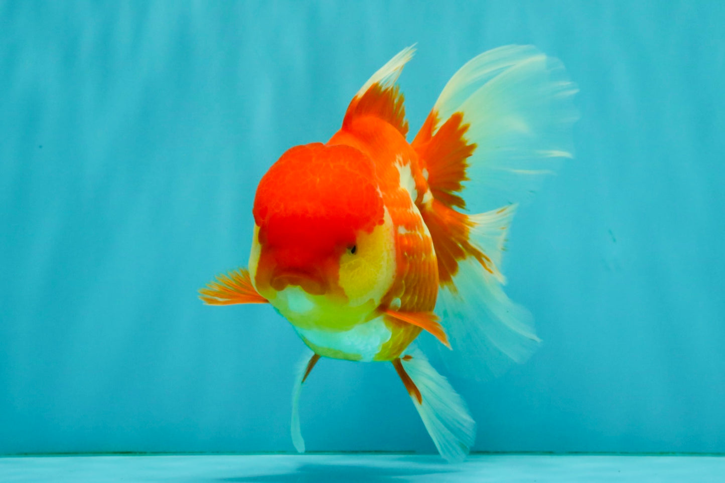 IRON MAN A Grade Red White Oranda Female 6-6.5 inches #080726OR_07