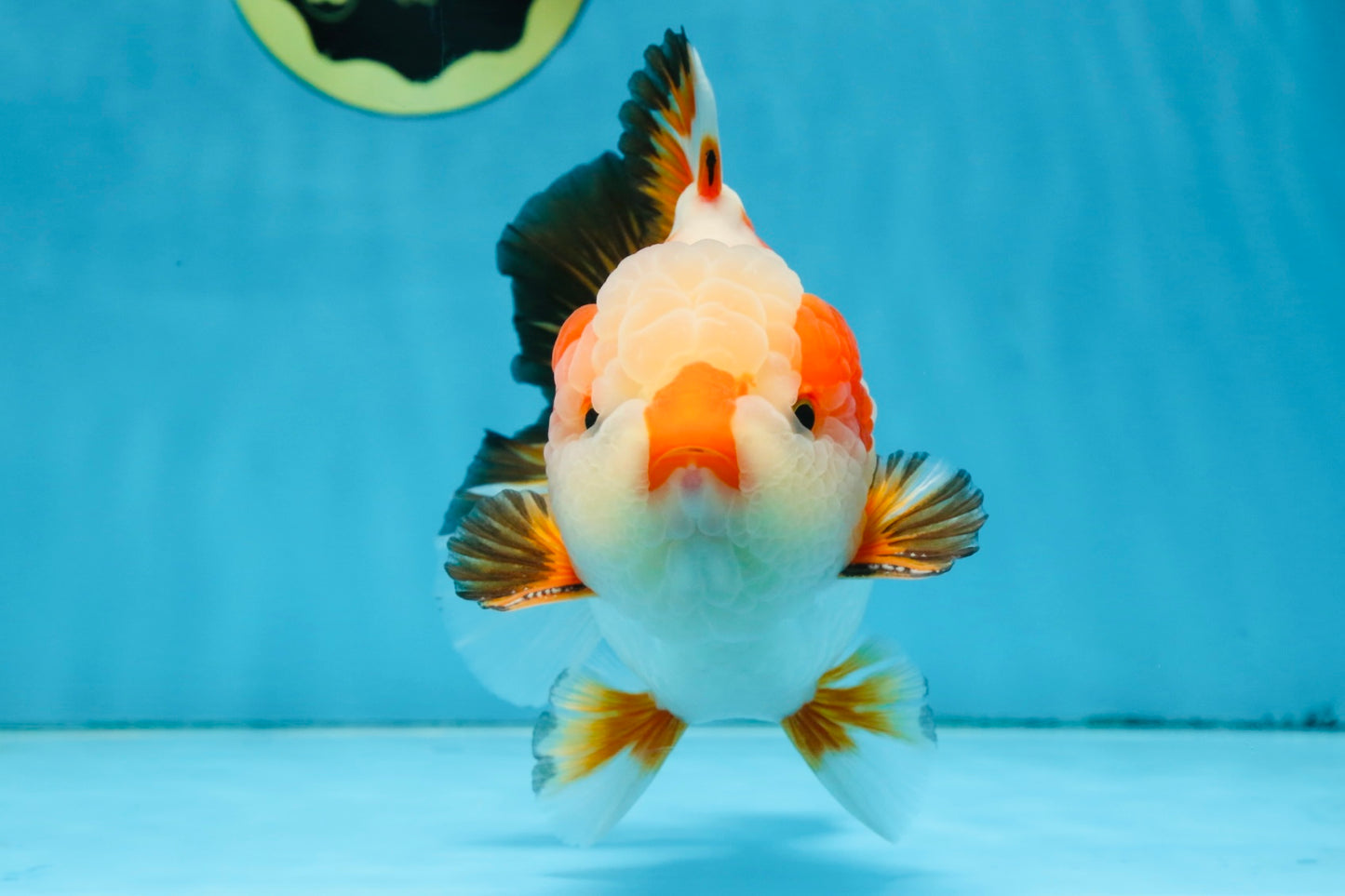 AAA Grade CHONKY Tricolor Yuanbao Male 5.5 inches #091925YB_16