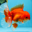 AAA Grade BEAUTY Red White Oranda Male 6 inches #082925OR_16