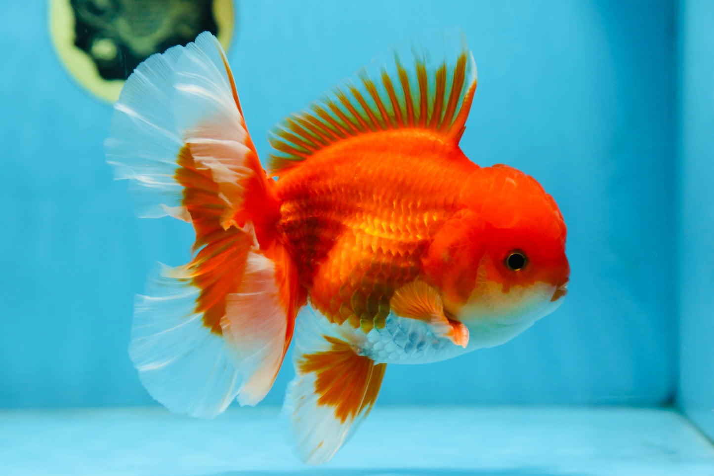 AAA Grade BEAUTY Red White Oranda Male 6 inches #082925OR_16