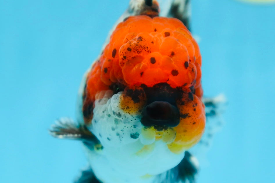 AAA Grade CHUBBY Calico Oranda Male 5.5 inches #082925OR_13