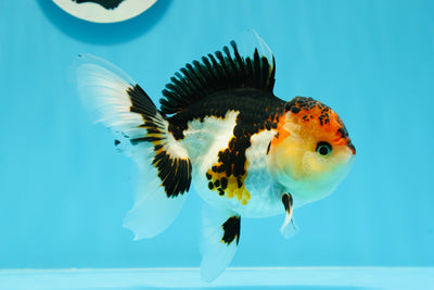 Oranda tricolor volcánica de grado A, hembra, 5 pulgadas, n.° 0503OR_02