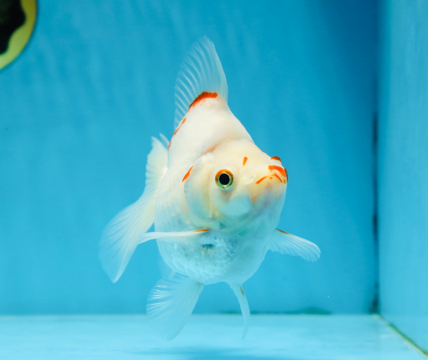 A Grade Kohaku Ryukin Red White Female 4.5-5 inches #070425RK_01