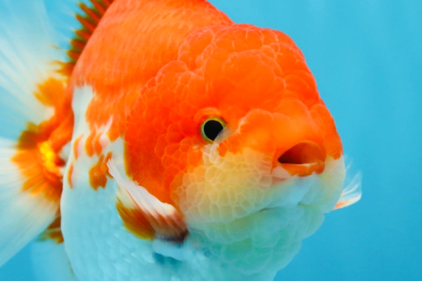 AAA Grade Red White Yuanbao Male 5-5.5 inches #081525YB_05