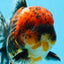 AAA Grade Godzilla Tiger Oranda Male 6 inches #080125OR_07