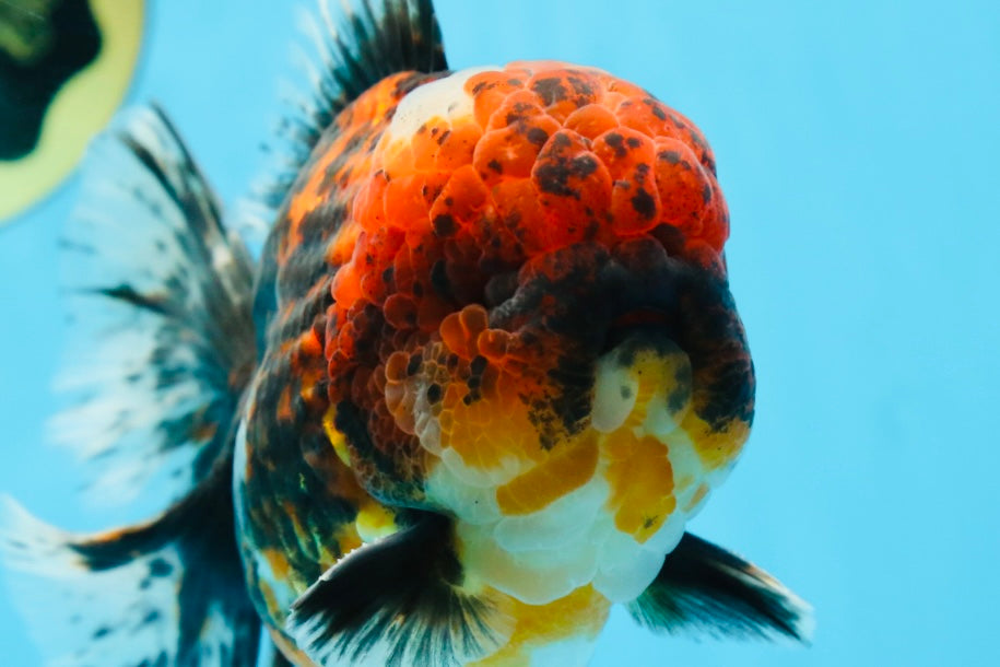 AAA Grade Godzilla Tiger Oranda Male 6 inches #080125OR_07