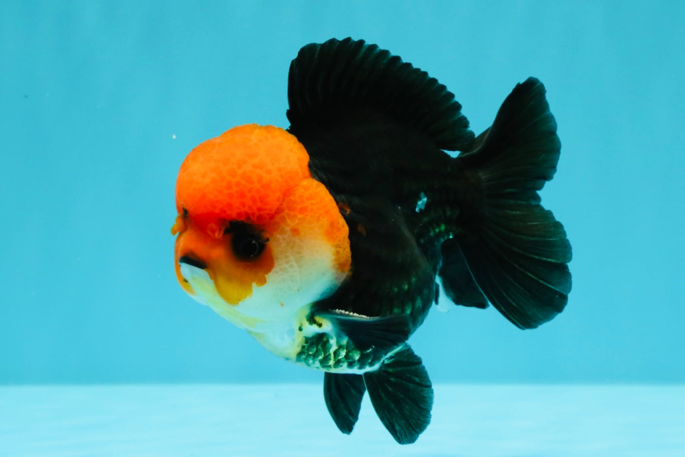 A Grade Red Head Button Eyes Tricolor Yuanbao Male 4-4.5 inches #031326YB_16