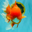 TOMATO AAA Grade Jumbo Broadtail Red Oranda Male 8.5-9 inches #072426OR_03