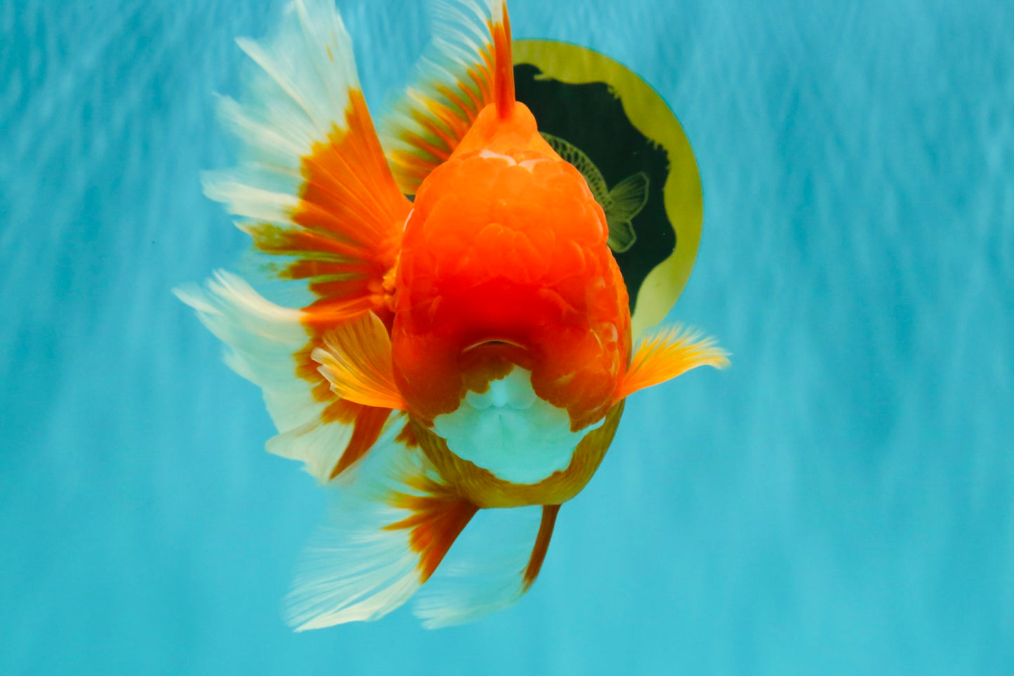 TOMATO AAA Grade Jumbo Broadtail Red Oranda Male 8.5-9 inches #072426OR_03