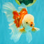 CHICKIE AAA Grade Red White Oranda Male 6 inches #072426OR_06