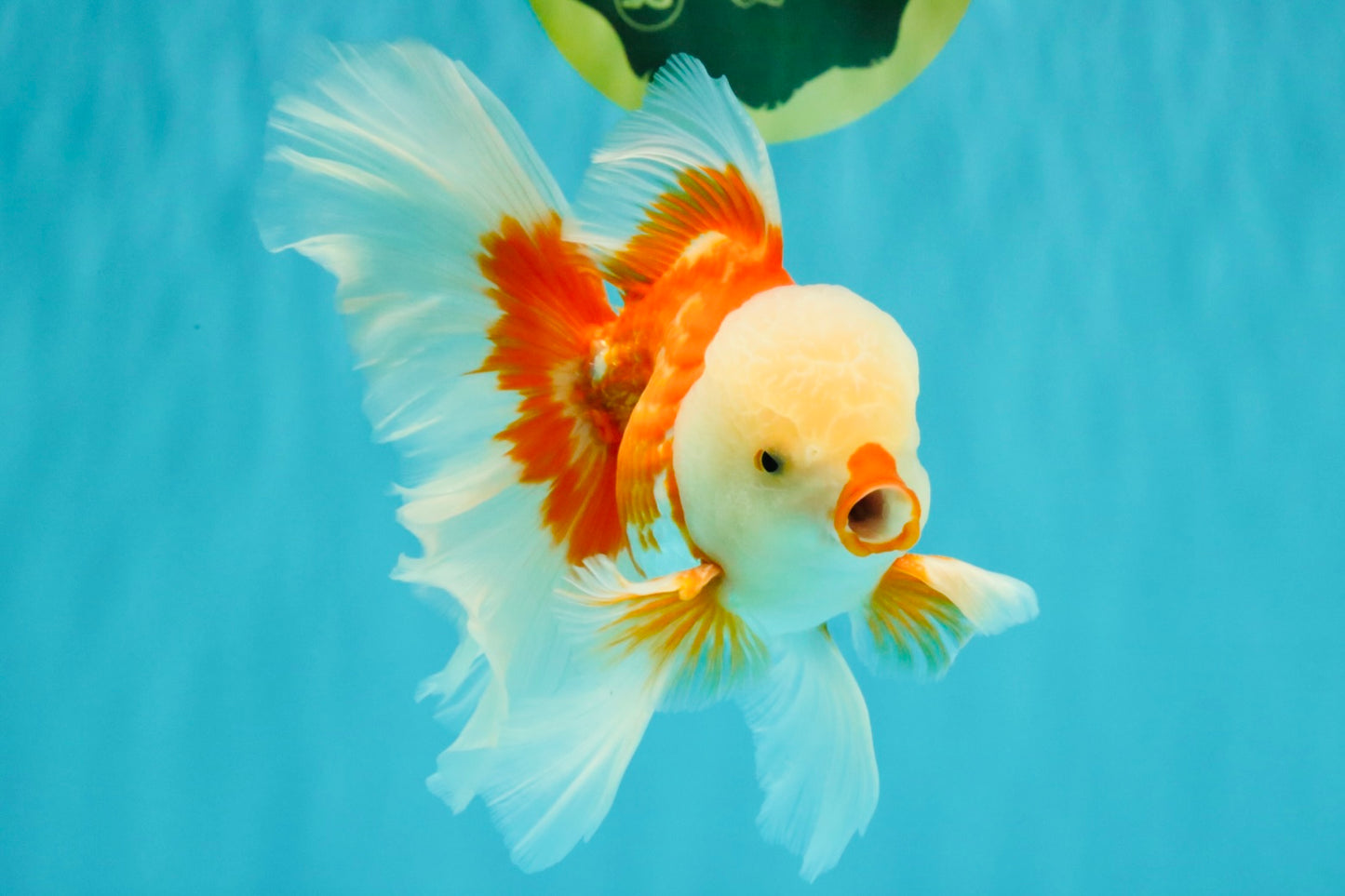CHICKIE AAA Grade Red White Oranda Male 6 inches #072426OR_06
