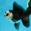 A Grade Panda Oranda Male 5 inches #100325OR_22