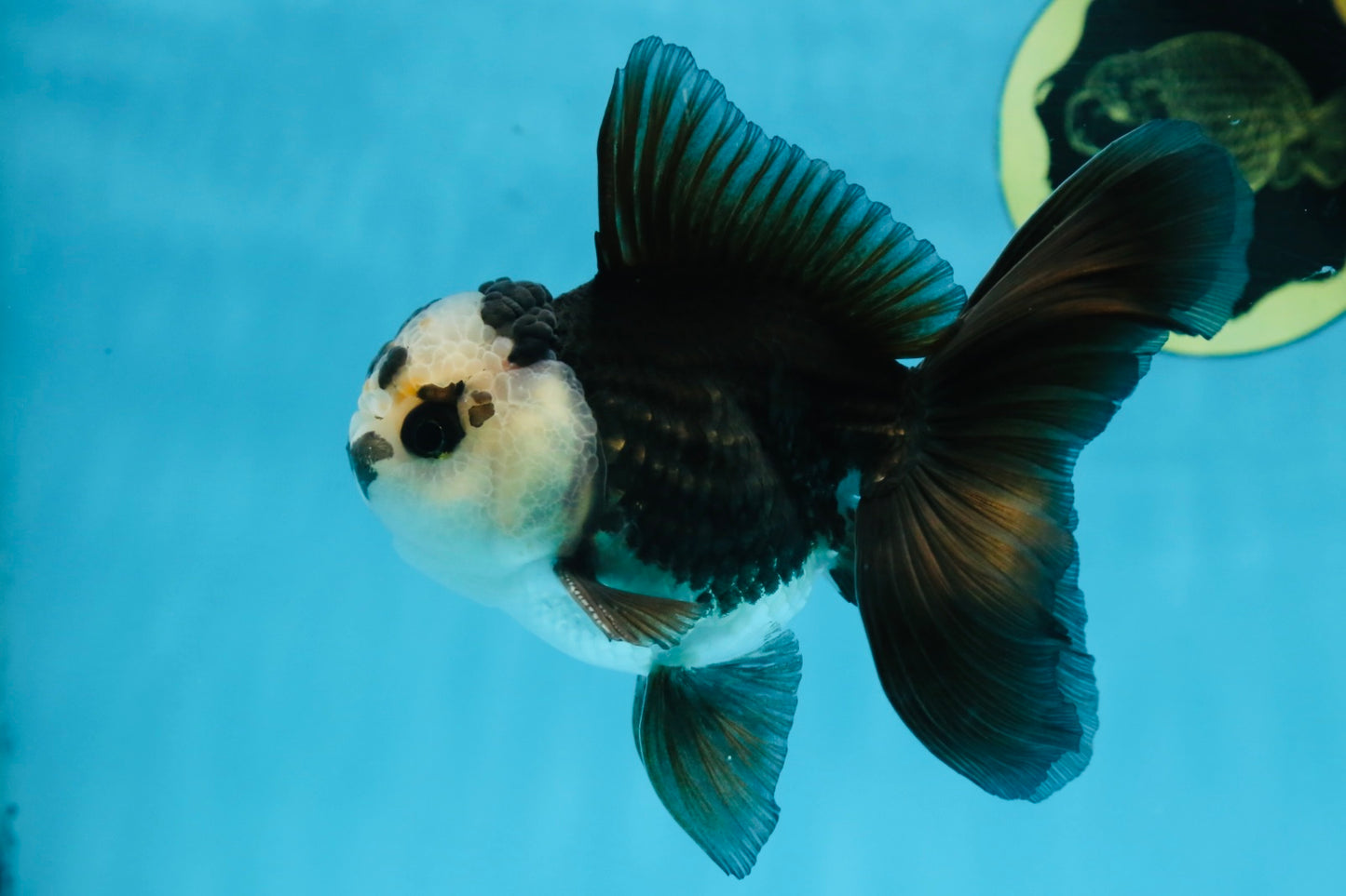 A Grade Panda Oranda Male 5 inches #100325OR_22