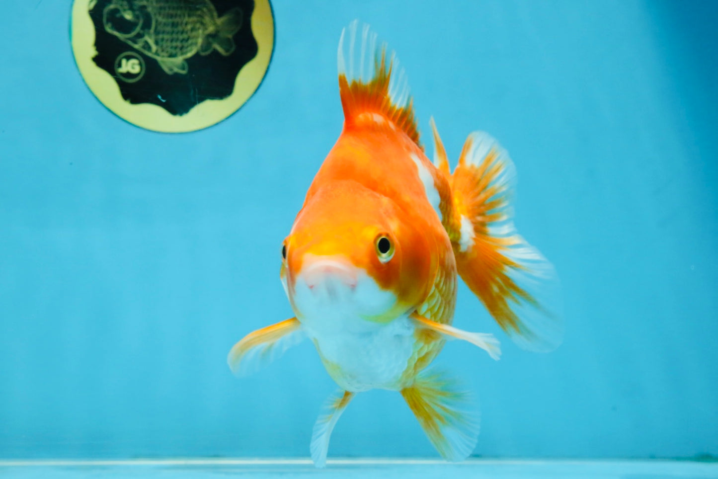 A Grade Red White Ryukin Female 5.5 inches #111425RK_05