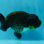 Bulldog Black Lionchu Female 3.5-4 inches #0927LC_19