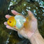 Lemonhead Oranda Male 5 inches #090525OR_17