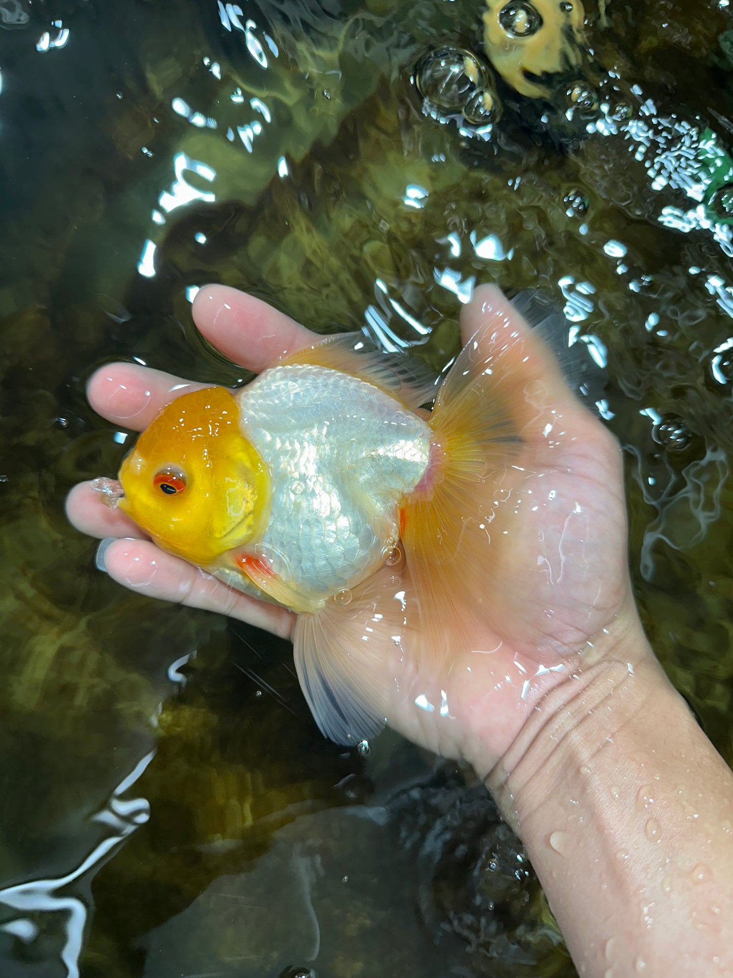 Lemonhead Oranda Male 5 inches #090525OR_17