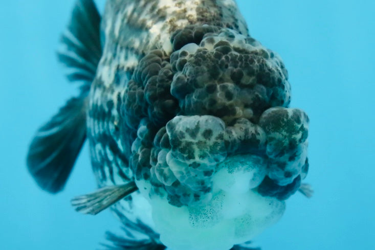 AAA Grade White Tiger LionQueen 5-5.5 inches #081525LC_04