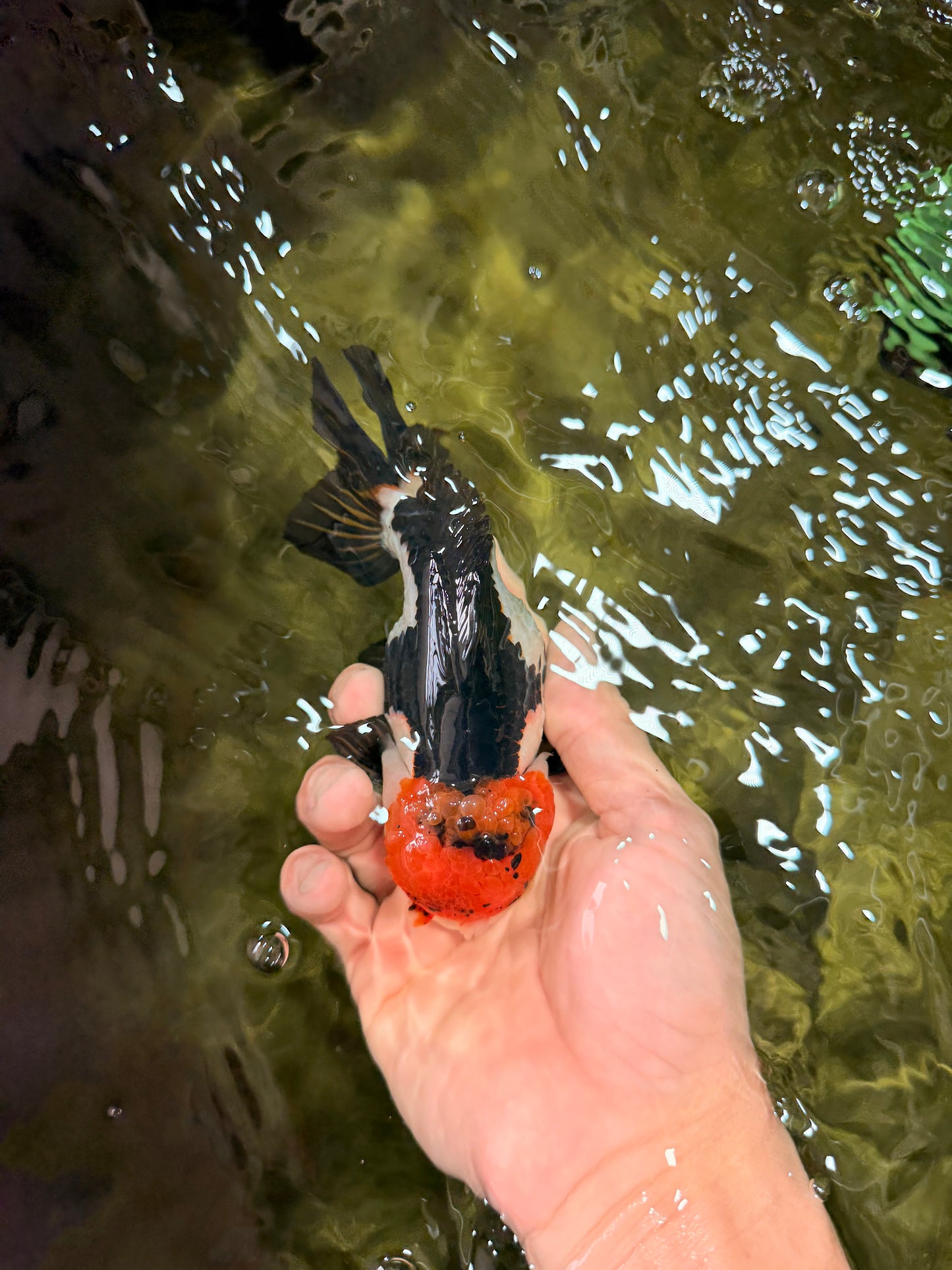 SUPER CUTE Tricolor Yuanbao Male 5-5.5 inches #051526YB_07