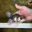 A Grade Color Pop Tricolor Oranda Male 4.5 inches #020725OR_25