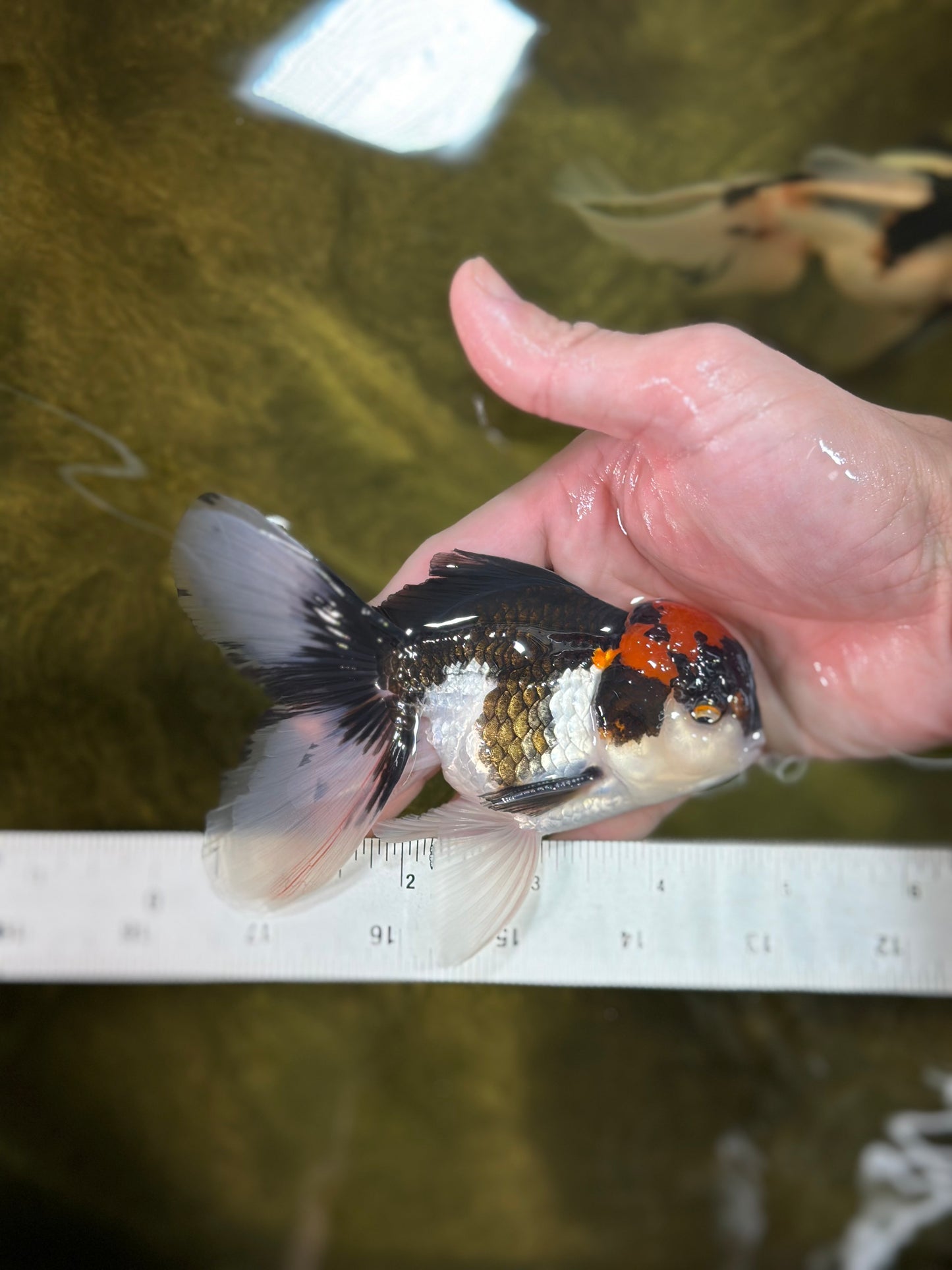 A Grade Color Pop Tricolor Oranda Male 4.5 inches #020725OR_25
