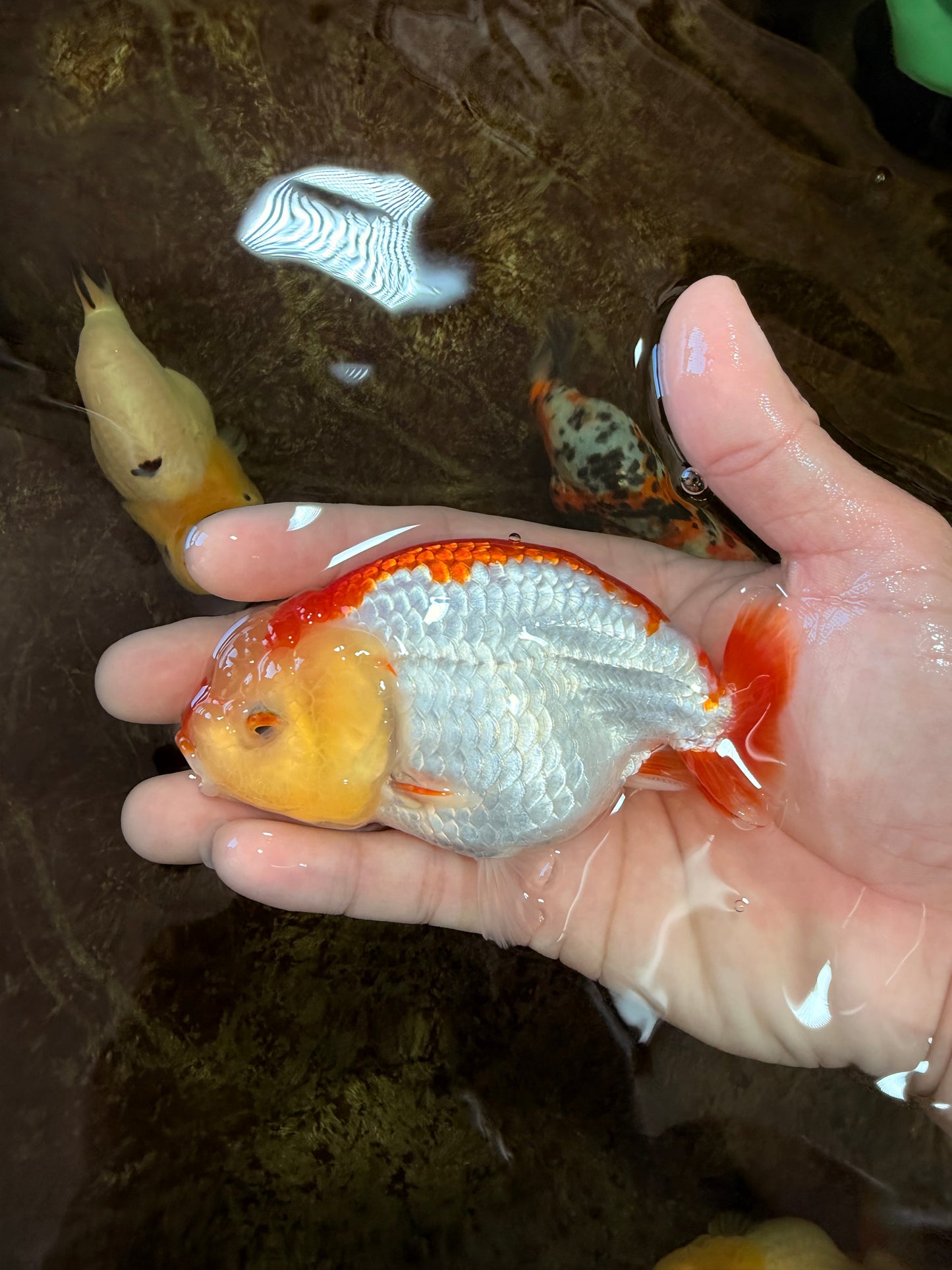 A Grade Young Red White LionQueen 4 inches #101025LC_03