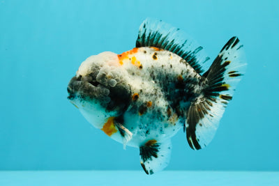 Calico Yuanbao Male 5 inches #032026YB_16