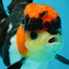 Unique A Grade Tricolor Oranda Female 4.5 inches #042525OR_05