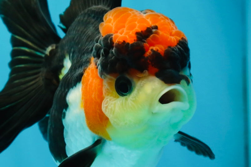 Unique A Grade Tricolor Oranda Female 4.5 inches #042525OR_05