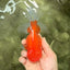 A Grade Red Oranda Male 5.5 inches #070626OR_21