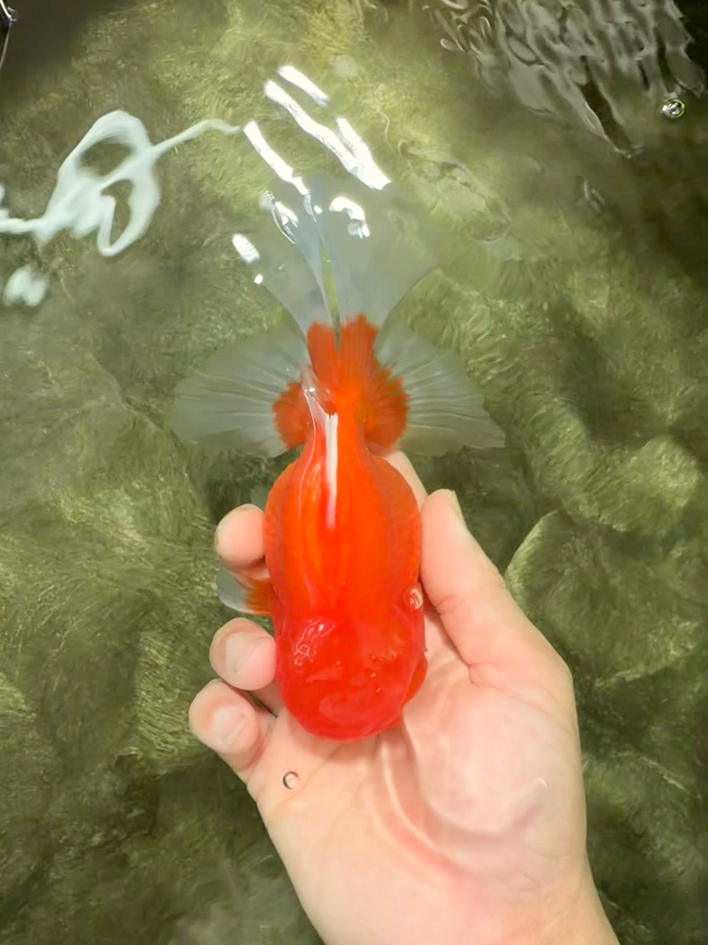 A Grade Red Oranda Male 5.5 inches #070626OR_21