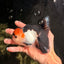 A Grade Red White Oranda Male 5-5.5 inches #051526OR_03