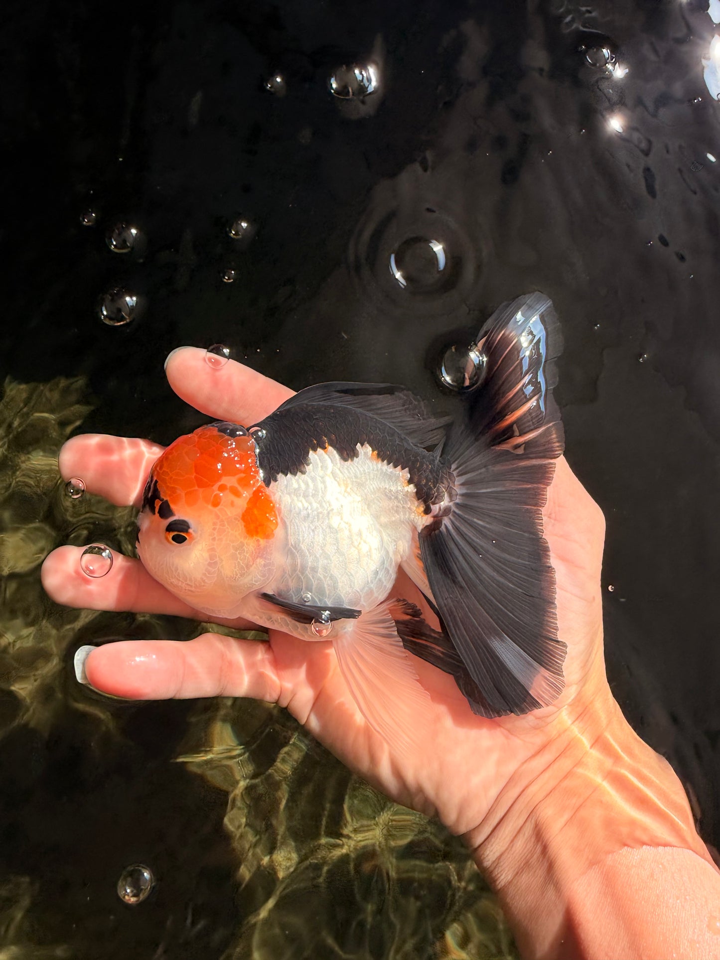 A Grade Red White Oranda Male 5-5.5 inches #051526OR_03