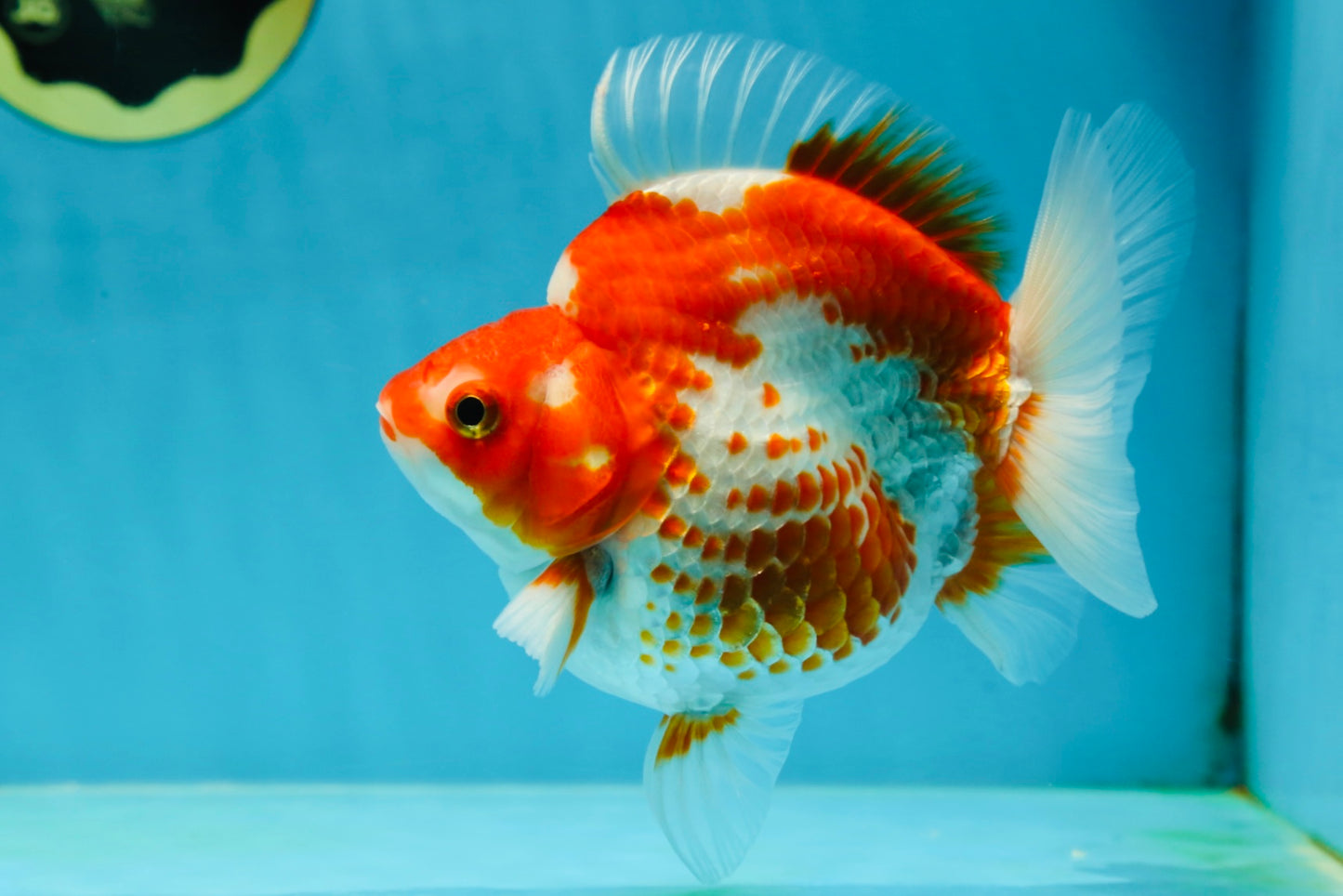 A GRADE Polkadot Red White Ryukin Female 5 inches #050925RK_19