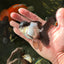 Panda Oranda Male 3.5 inches #102524OR_21