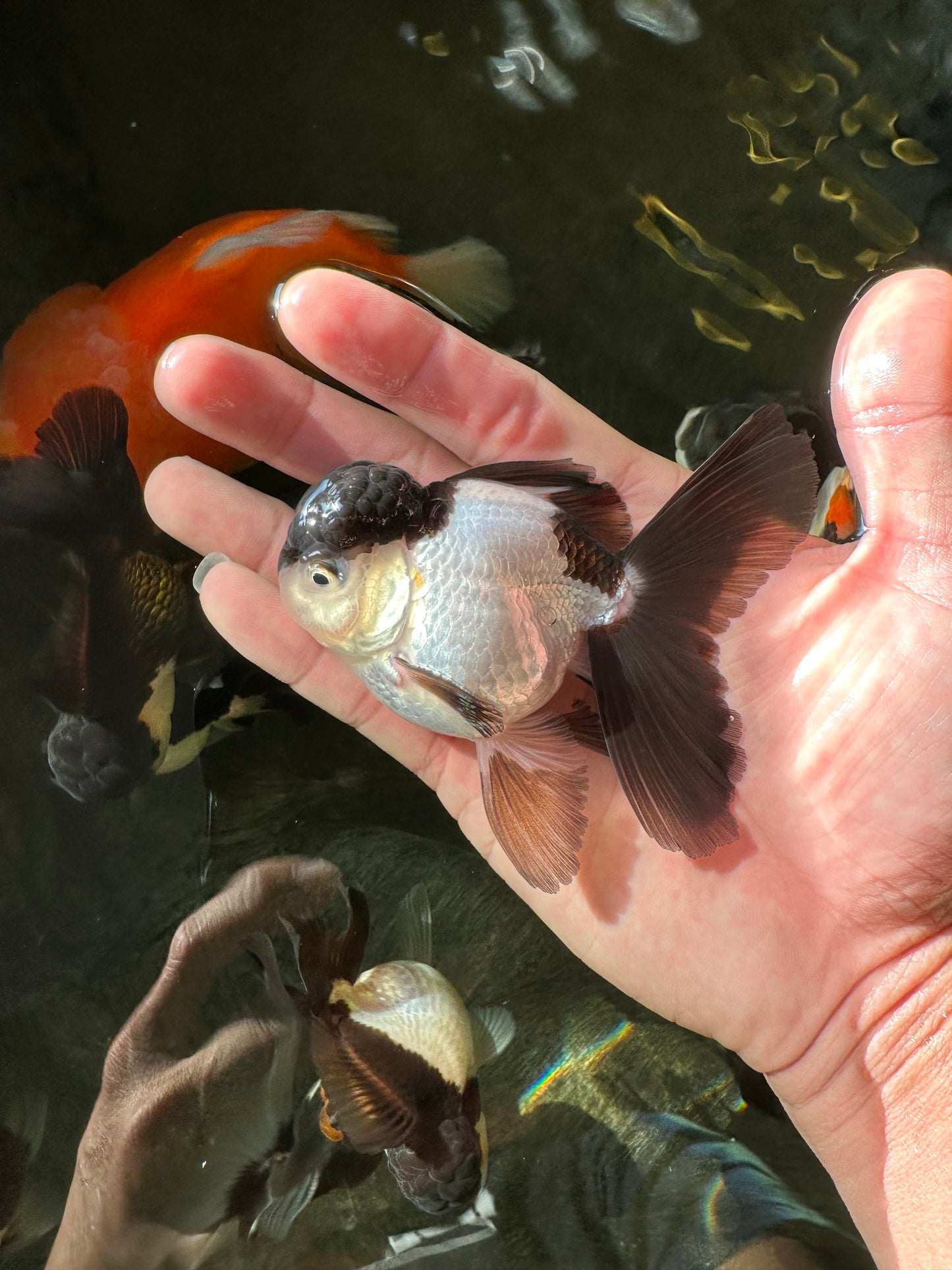 Panda Oranda Male 3.5 inches #102524OR_21