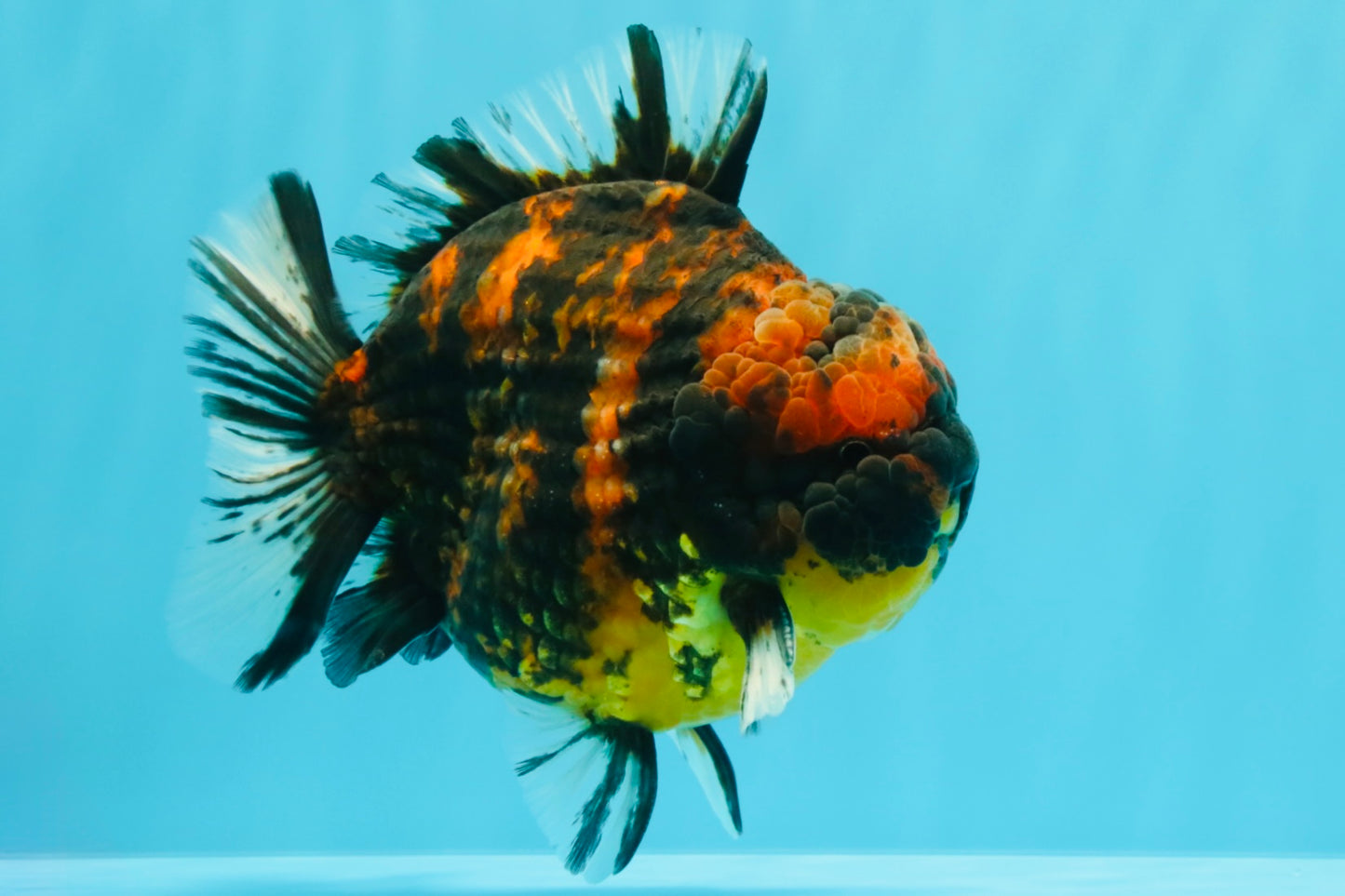 AAA Grade Godzilla Tiger Yuanbao Male 5.5 inches #030626YB_10