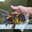 A Grade Stunning RARE Butterfly tail Tiger Oranda Female 5.5 inches #010325OR_04