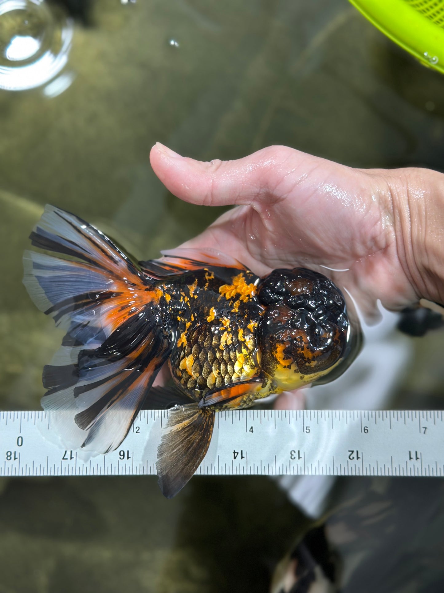 A Grade Stunning RARE Butterfly tail Tiger Oranda Female 5.5 inches #010325OR_04