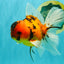 UNIQUE A Grade Tiger Oranda Male 6.5 inches #070626OR_19