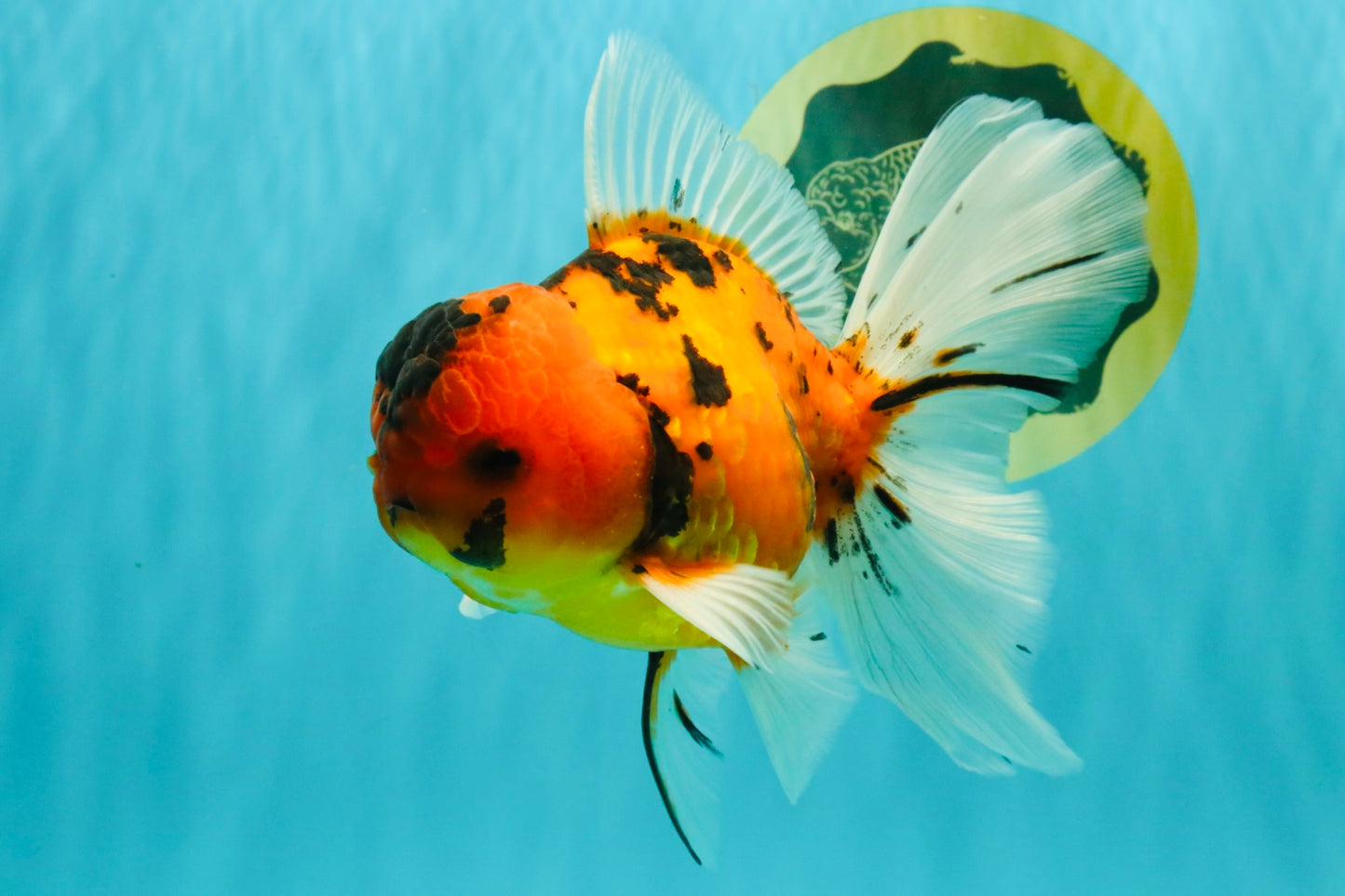 UNIQUE A Grade Tiger Oranda Male 6.5 inches #070626OR_19