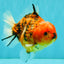 A Grade Tiger Yuanbao Male 5-5.5 inches #080726YB_25