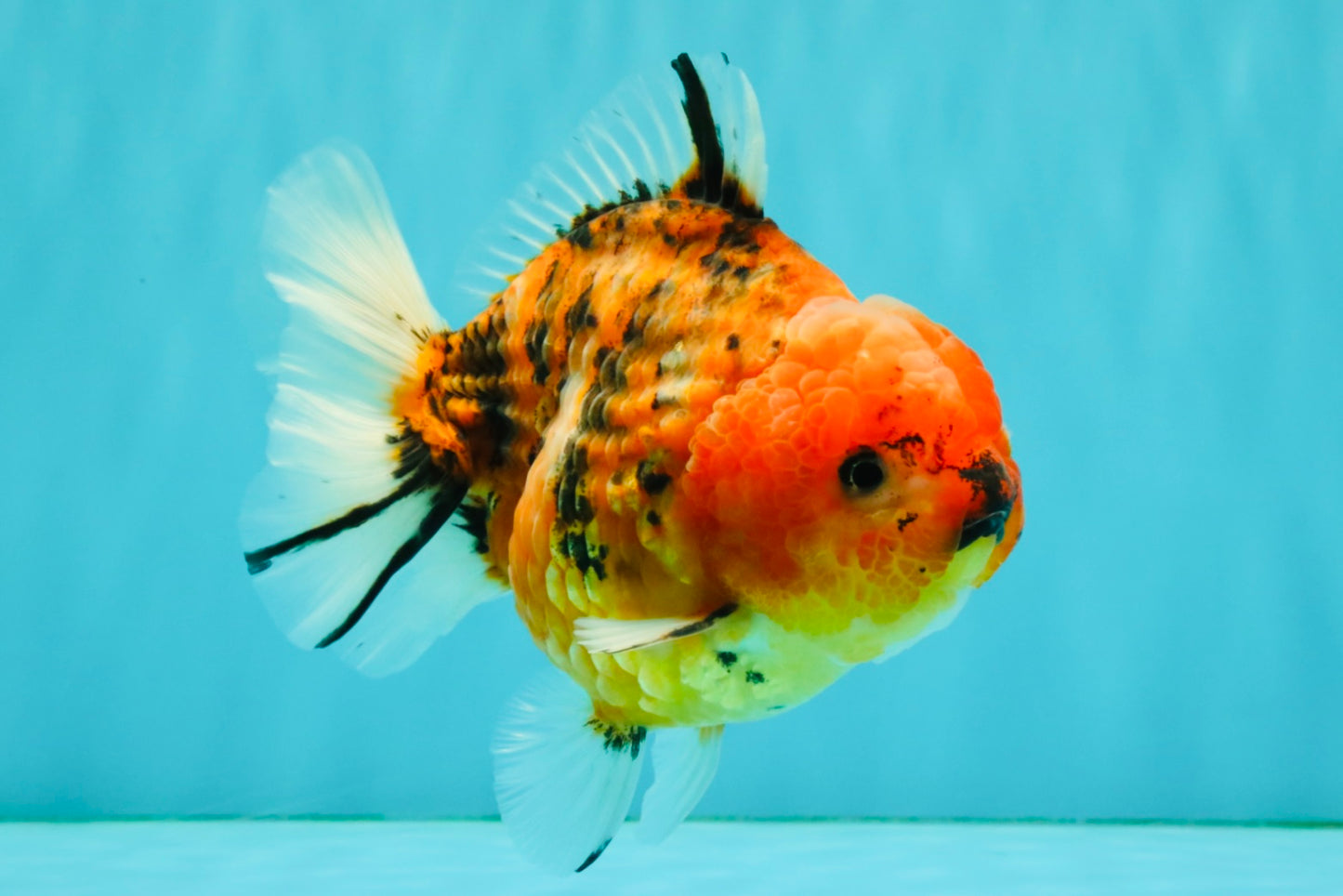 A Grade Tiger Yuanbao Male 5-5.5 inches #080726YB_25
