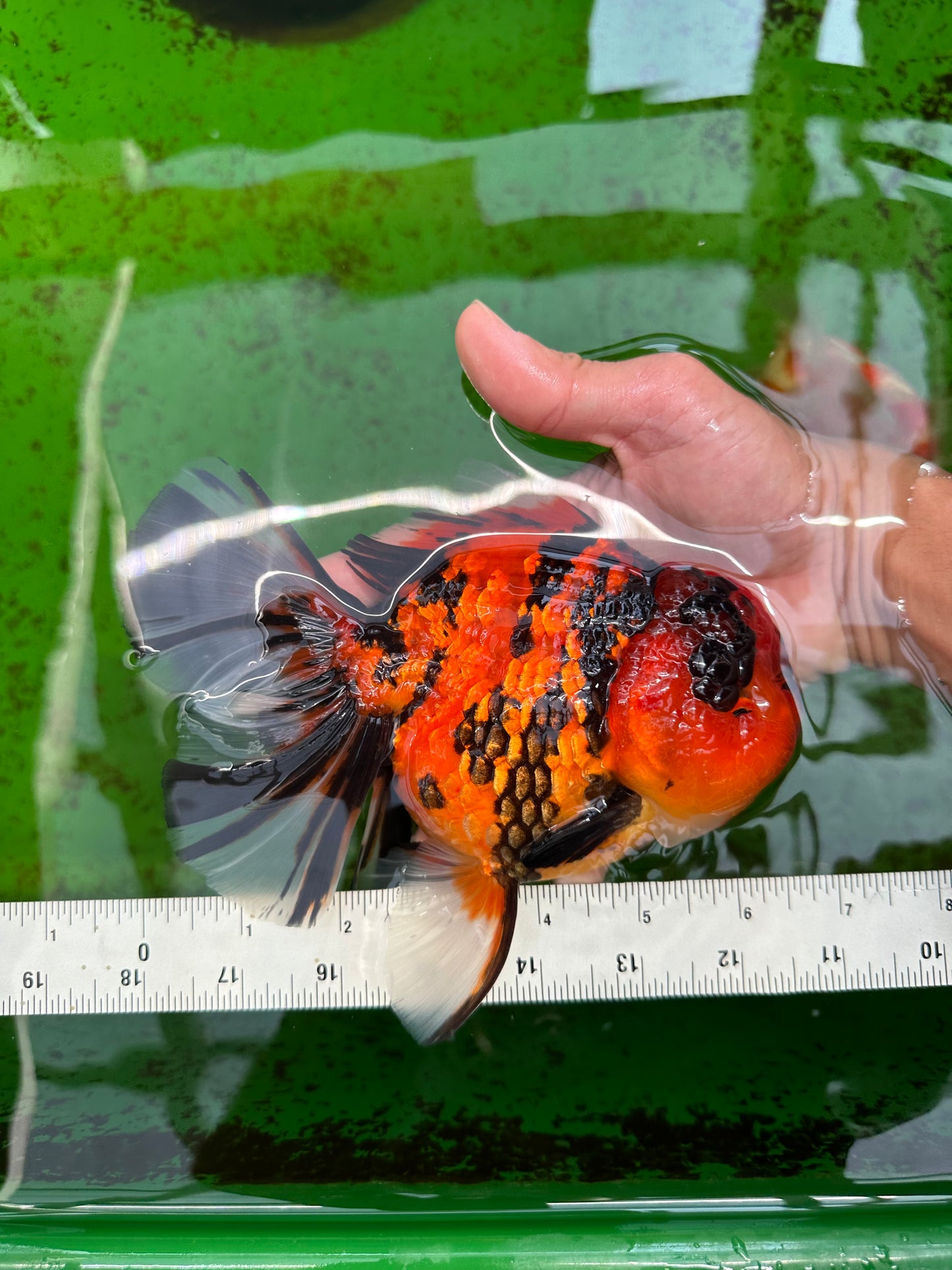 Tigre oranda hembra de grado AAA especial de 6,5 pulgadas n.º 0913OR_19